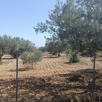 Αγροτεμάχια 8.560 τ.μ. για πώληση