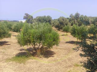 Οικόπεδο 4.600 τ.μ. για πώληση, Ν. Ρεθύμνου, Αρκάδι-thumb-7