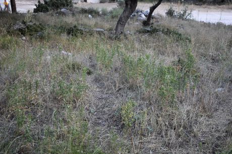 Αγροτεμάχια 510τ.μ. για πώληση-Θάσος » Χρυσή αμμουδιά
