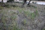 Parcel 510sqm for sale-Thasos » Chrisi Ammoudia