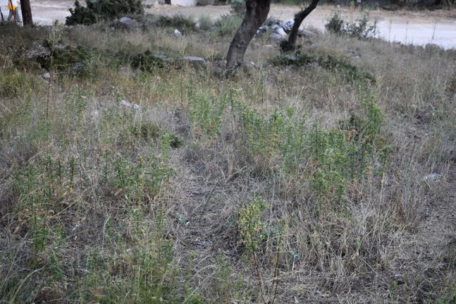 Parcel 510 sqm for sale, Kavala Prefecture, Thasos