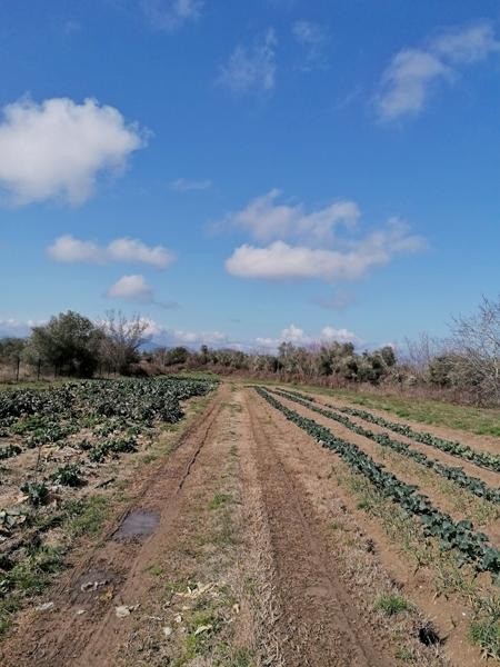 Οικόπεδο 18.896 τ.μ. προς πώληση, Νέα Σινασός