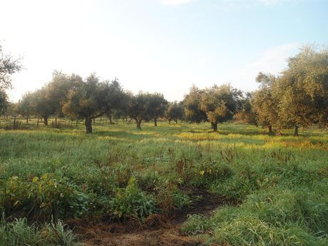 Αγροτεμάχια 3.500τ.μ. για πώληση-Δυτικής αχαΐας » Νιφοραίικα
