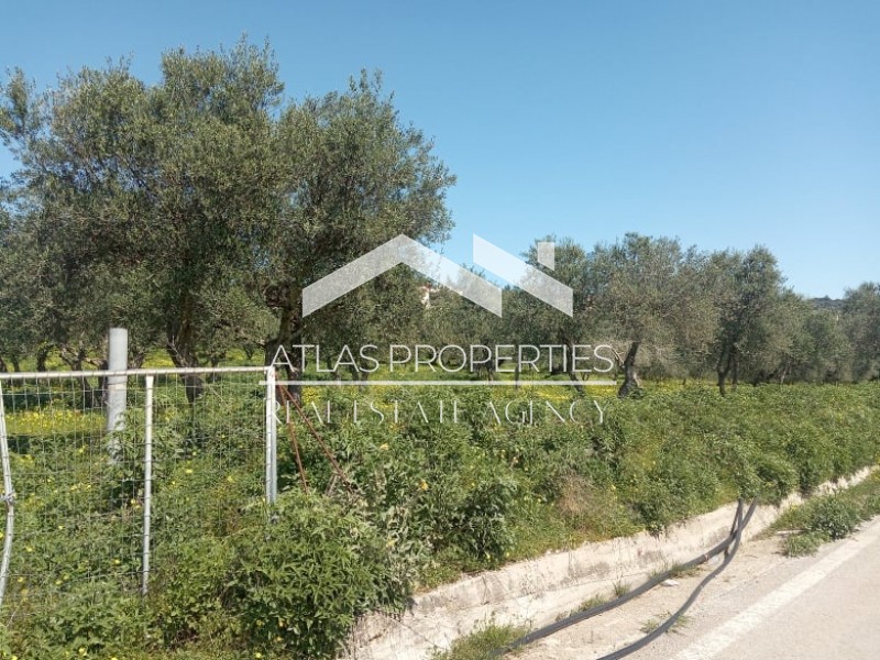 Οικόπεδο 1.728 τ.μ. προς πώληση, Κάινα