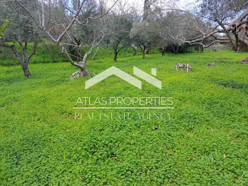 Αγροτεμάχια 1.205 τ.μ. προς πώληση, Τοπόλια
