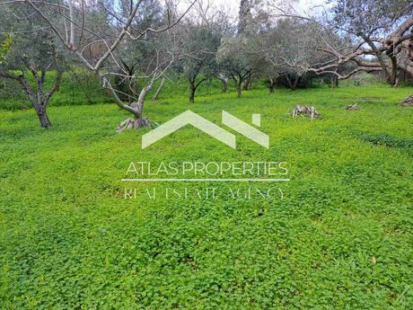 Αγροτεμάχια 1.205 τ.μ. για πώληση