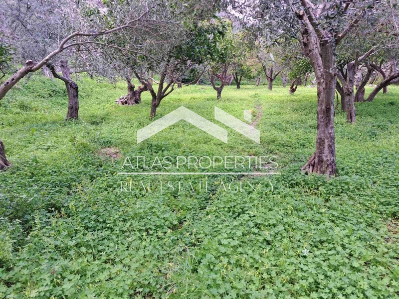 Αγροτεμάχια 1.205 τ.μ. προς πώληση, Τοπόλια