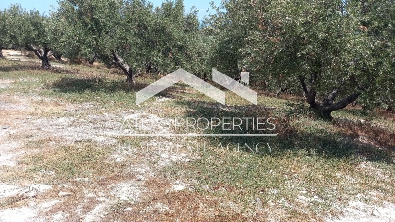 Οικόπεδο 10.000 τ.μ. προς πώληση, Ξαμουδοχώρι