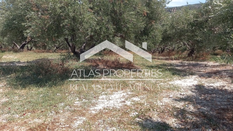 Οικόπεδο 10.000 τ.μ. προς πώληση, Ξαμουδοχώρι