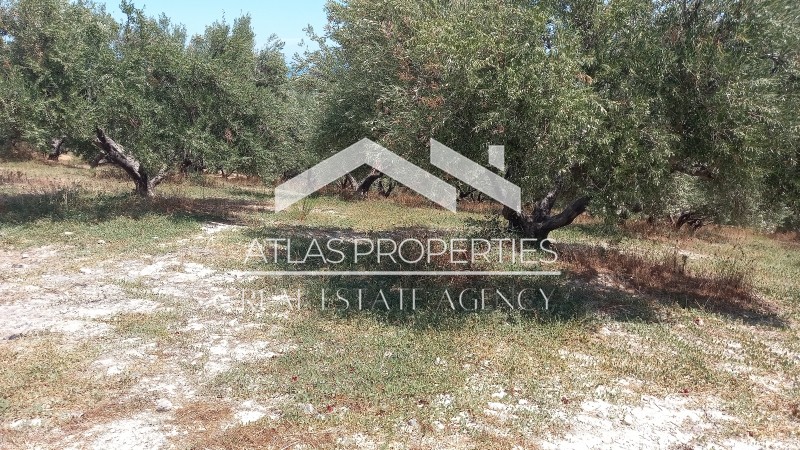 Οικόπεδο 10.000 τ.μ. προς πώληση, Ξαμουδοχώρι