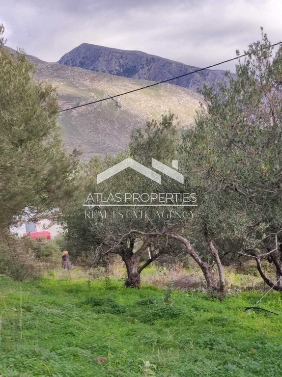 Οικόπεδο 6.390 τ.μ. πρός πώληση, Ν. Ρεθύμνου, Φοινίκας