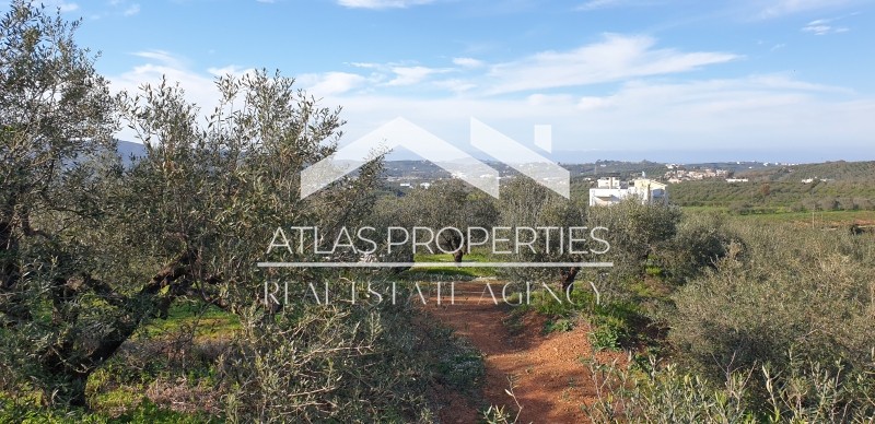 Οικόπεδο 6.904 τ.μ. προς πώληση, Βαρύπετρο