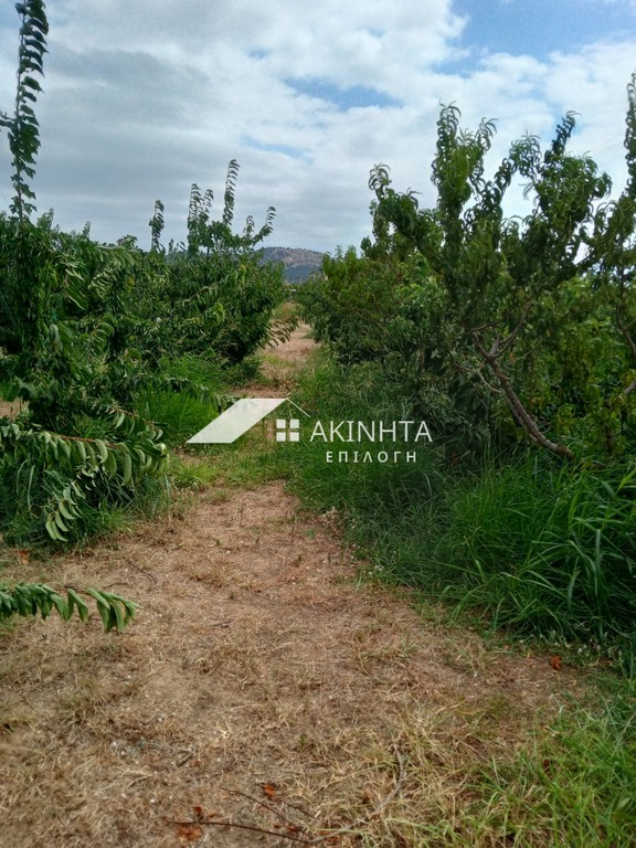 Αγροτεμάχια 4.500 τ.μ. πρός πώληση, Εβρος, Τραϊανούπολη