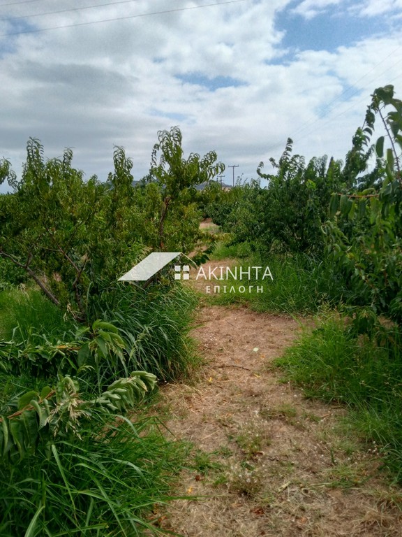 Αγροτεμάχια 4.500 τ.μ. πρός πώληση, Εβρος, Τραϊανούπολη
