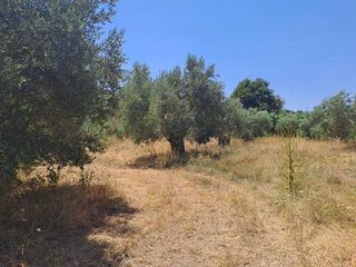 Οικόπεδο 4.500 τ.μ. για πώληση, Εύβοια, Αρτεμίσιο-thumb-1