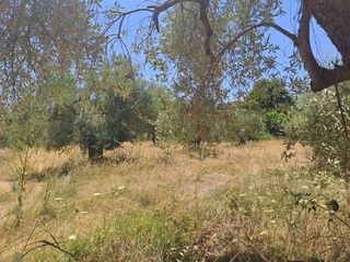 Οικόπεδο 4.500 τ.μ. για πώληση, Εύβοια, Αρτεμίσιο-thumb-2