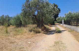 Οικόπεδο 4.500 τ.μ. για πώληση, Εύβοια, Αρτεμίσιο-thumb-3