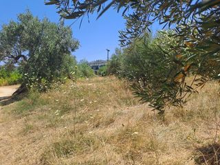 Οικόπεδο 4.500 τ.μ. για πώληση, Εύβοια, Αρτεμίσιο-thumb-4