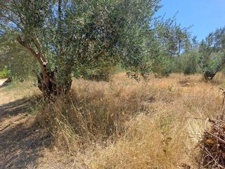 Οικόπεδο 4.500 τ.μ. για πώληση, Εύβοια, Αρτεμίσιο-thumb-5