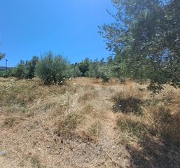 Οικόπεδο 4.500 τ.μ. για πώληση, Εύβοια, Αρτεμίσιο-thumb-6