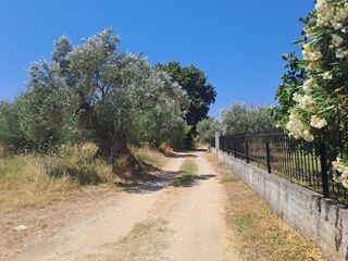 Οικόπεδο 4.500 τ.μ. για πώληση, Εύβοια, Αρτεμίσιο-thumb-7