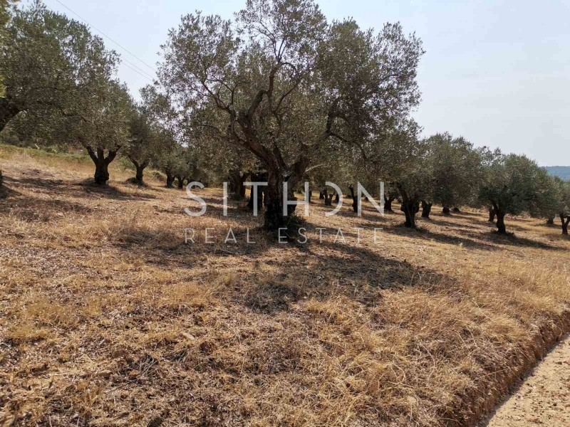 Αγροτεμάχια 5.202 τ.μ. προς πώληση, Άγιος Νικόλαος Σιθωνίας