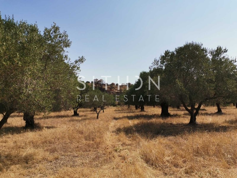 Αγροτεμάχια 5.202 τ.μ. προς πώληση, Άγιος Νικόλαος Σιθωνίας