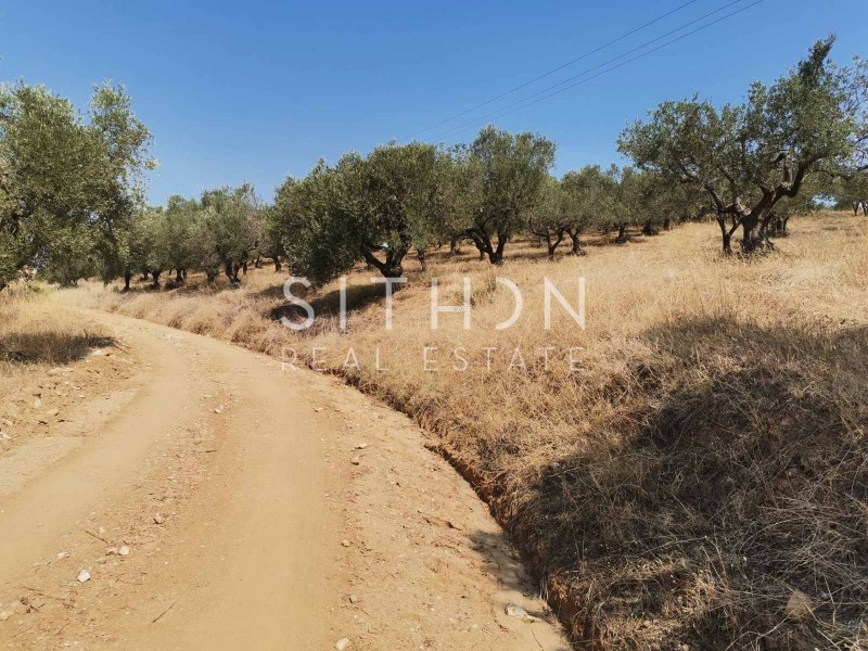 Αγροτεμάχια 5.202 τ.μ. προς πώληση, Άγιος Νικόλαος Σιθωνίας