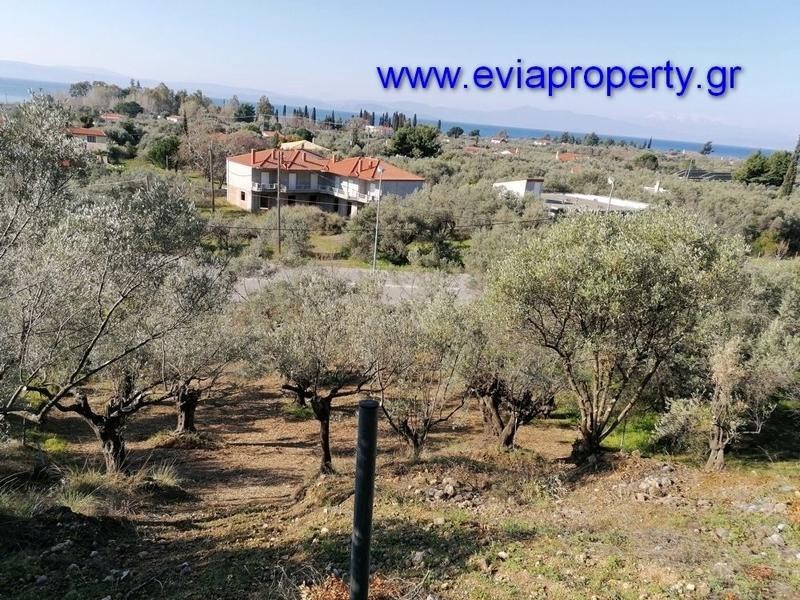 Αγροτεμάχια 756 τ.μ. προς πώληση, Σηπιάδα Λίμνης