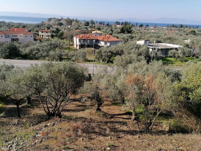 Αγροτεμάχια 756 τ.μ. προς πώληση, Σηπιάδα Λίμνης