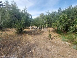 Αγροτεμάχια 2.000 τ.μ. για πώληση