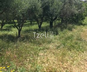 Αγροτεμάχια 650 τ.μ. για πώληση, Αχαΐα, Μεσσατίδα-thumb-20