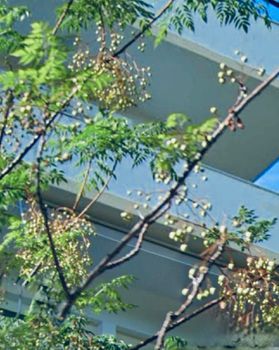 Μονοκατοικία 300τ.μ. για πώληση-Βούλα » Πηγαδάκια