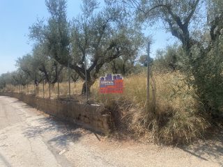 Αγροτεμάχια 7.000 τ.μ. για πώληση