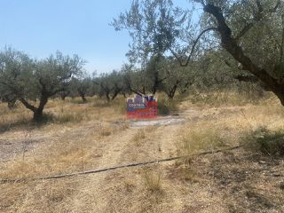 Αγροτεμάχια 7.000 τ.μ. για πώληση, Αχαΐα, Αίγιο-thumb-5