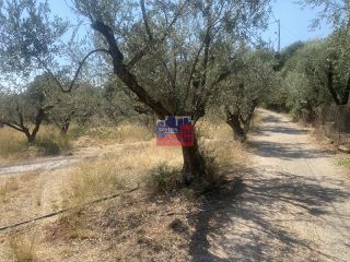 Αγροτεμάχια 7.000 τ.μ. για πώληση, Αχαΐα, Αίγιο-thumb-6