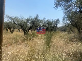 Αγροτεμάχια 7.000 τ.μ. για πώληση, Αχαΐα, Αίγιο-thumb-7