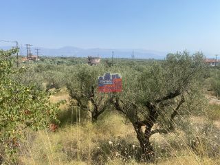 Αγροτεμάχια 7.000 τ.μ. για πώληση, Αχαΐα, Αίγιο-thumb-8