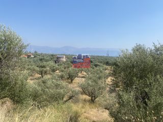Αγροτεμάχια 7.000 τ.μ. για πώληση, Αχαΐα, Αίγιο-thumb-10