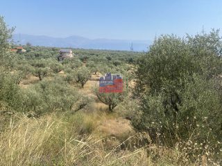 Αγροτεμάχια 7.000 τ.μ. για πώληση, Αχαΐα, Αίγιο-thumb-11
