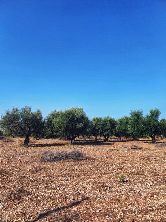 Οικόπεδο 3.337 τ.μ. πρός πώληση, Αχαΐα, Μεσσατίδα