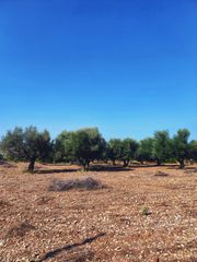 Οικόπεδο 3.337 τ.μ. πρός πώληση, Αχαΐα, Μεσσατίδα-thumb-3