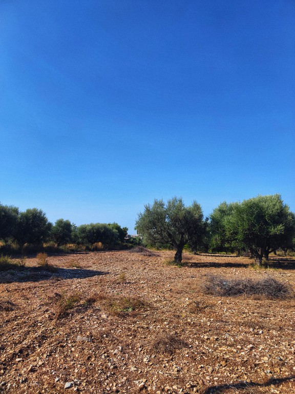Οικόπεδο 3.337 τ.μ. πρός πώληση, Αχαΐα, Μεσσατίδα