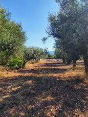Οικόπεδο 3.337 τ.μ. πρός πώληση, Αχαΐα, Μεσσατίδα-thumb-6