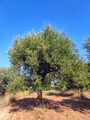 Οικόπεδο 3.337 τ.μ. πρός πώληση, Αχαΐα, Μεσσατίδα-thumb-7