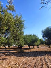 Οικόπεδο 3.337 τ.μ. πρός πώληση, Αχαΐα, Μεσσατίδα-thumb-5