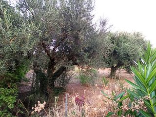 Οικόπεδο 650 τ.μ. για πώληση, Αχαΐα, Πάτρα-thumb-3