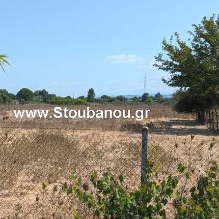 Αγροτεμάχια 5.792 τ.μ. για πώληση, Ν. Ηλείας, Αμαλιάδα