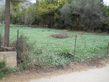 Land plot 615 sqm for sale