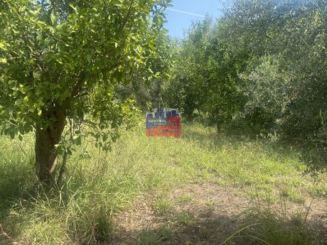 Αγροτεμάχια 2.000 τ.μ. για πώληση